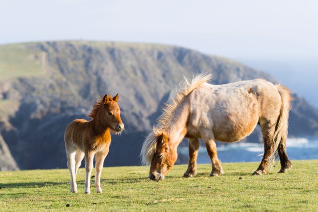 Shetland Pony Broodmare